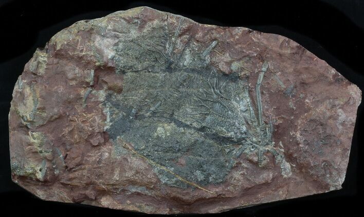 Silurian Fossil Crinoid (Scyphocrinites) Plate - Morocco #89243
